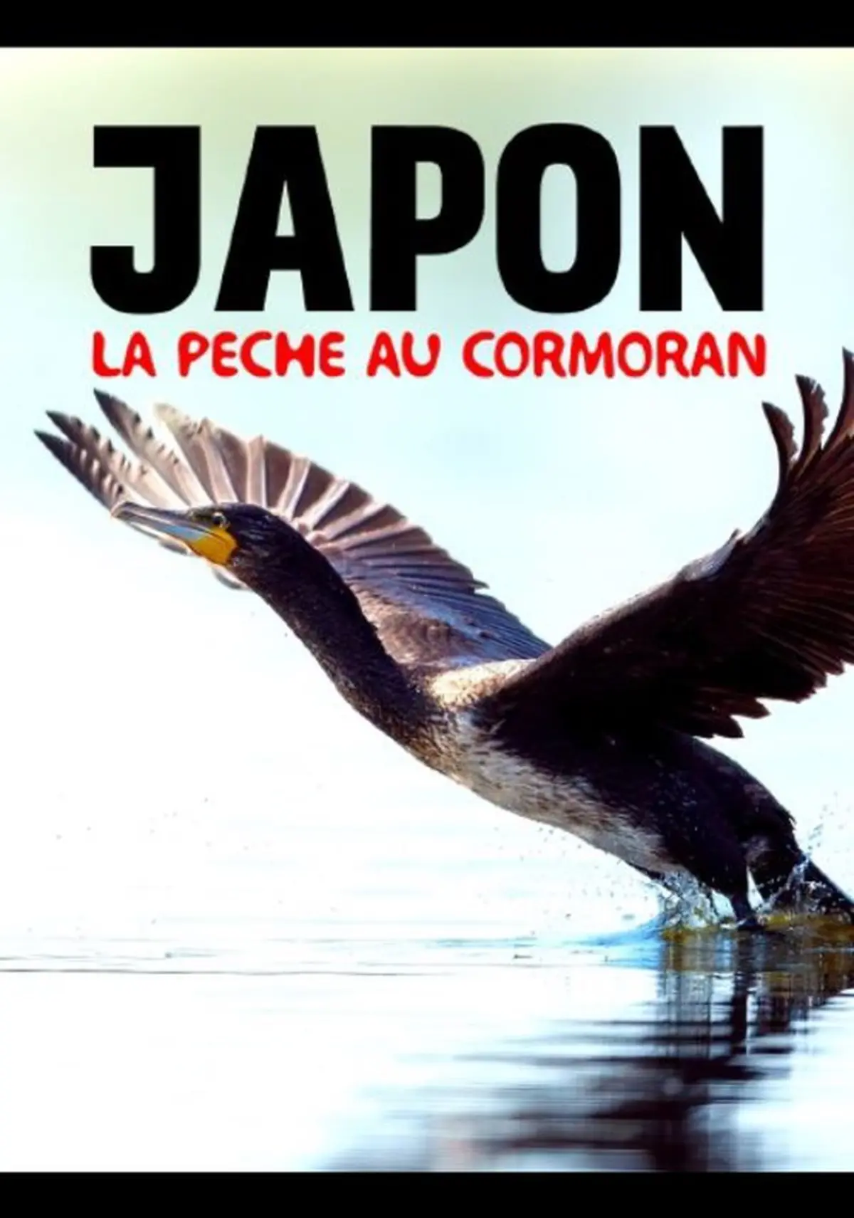 Au Japon, la pêche au cormoran - Une tradition millénaire