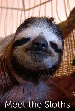 Meet the Sloths S01E07 Épisode 7