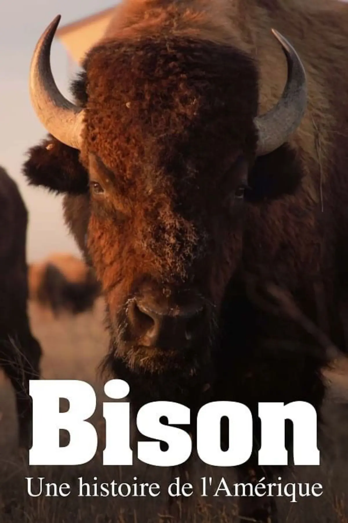 Bison : Une histoire de l'Amérique