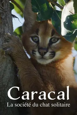 Affiche Caracal : La société du chat solitaire