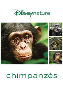 Affiche Chimpanzés
