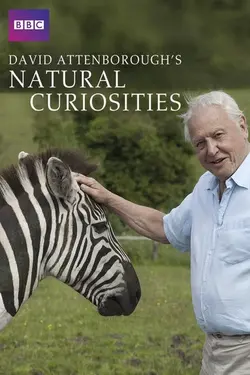 Curiosités animales David Attenborough S01E05 Le zèbre et le papillon