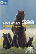 Affiche Grand Teton, la reine des Grizzlys