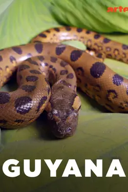 Guyana S01E03 La forêt des jaguars