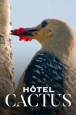 Affiche Hôtel Cactus