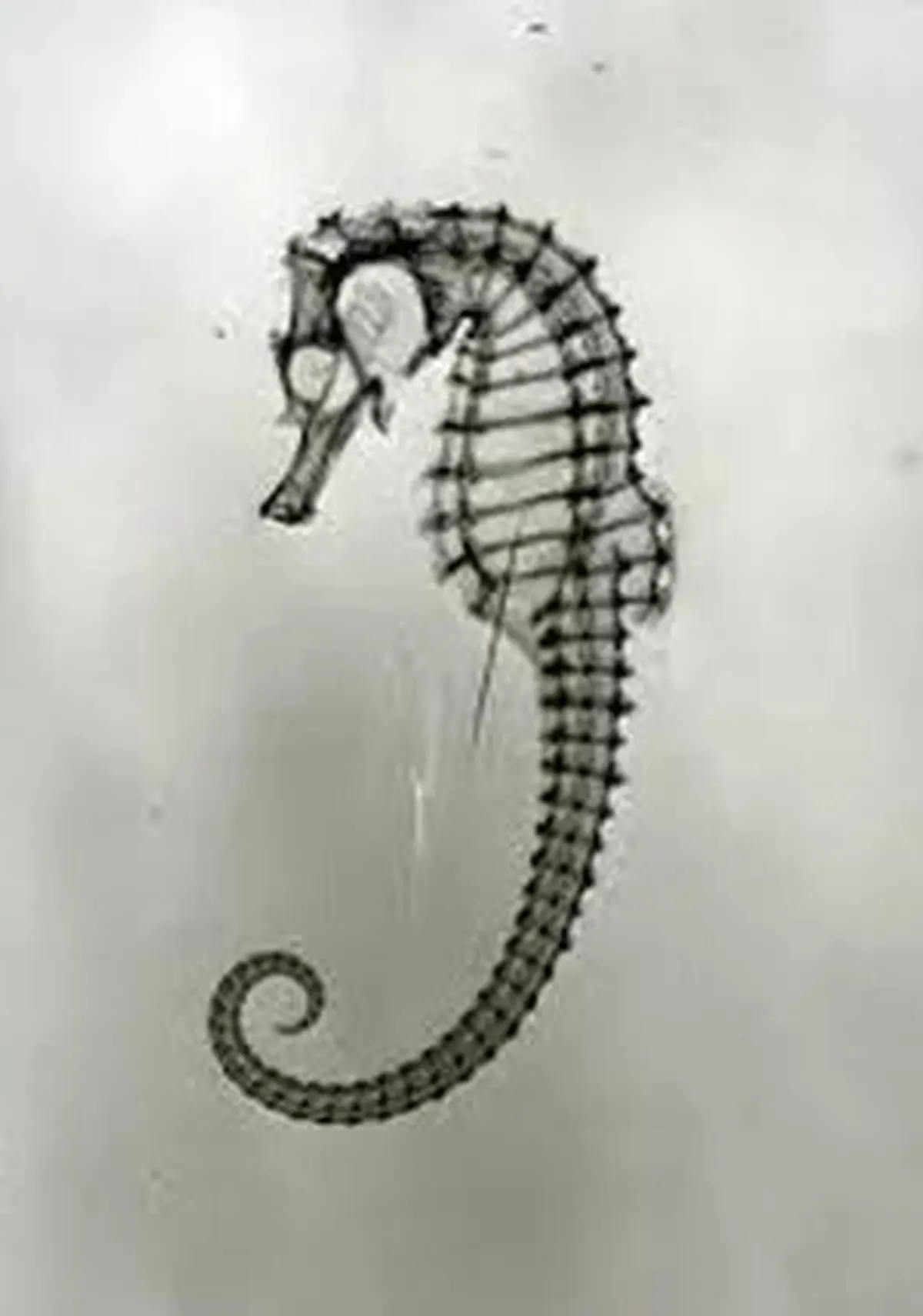 Jean Painlevé, fantaisie pour biologie marine
