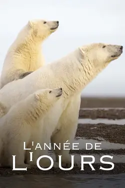 Affiche L'année de l'ours