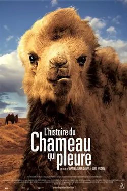 Affiche L'histoire du chameau qui pleure