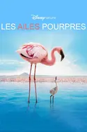 Affiche Les ailes pourpres : le mystère des flamants en streaming