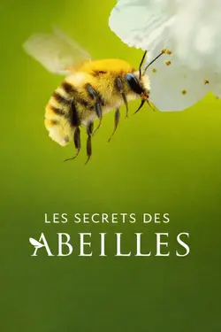Affiche Les secrets des abeilles  La ruche