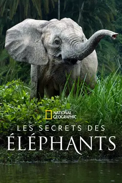 Les secrets des éléphants S01E02 Épisode 2