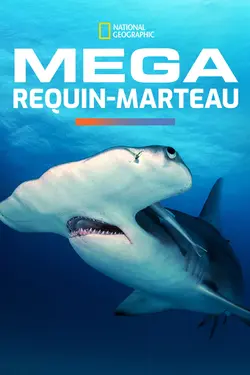 Affiche Mega requin-marteau