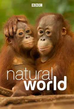 Natural World S26E17 Jimmy and the Wild Honey Hunters