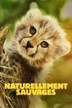 Naturellement sauvages S01E05 Les jeunes guépards