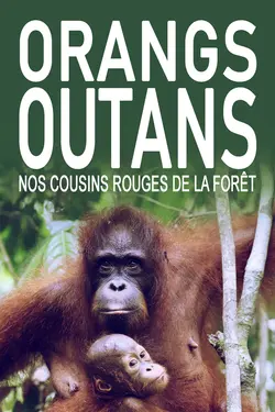 Orangs-outans, nos cousins rouges de la forêt