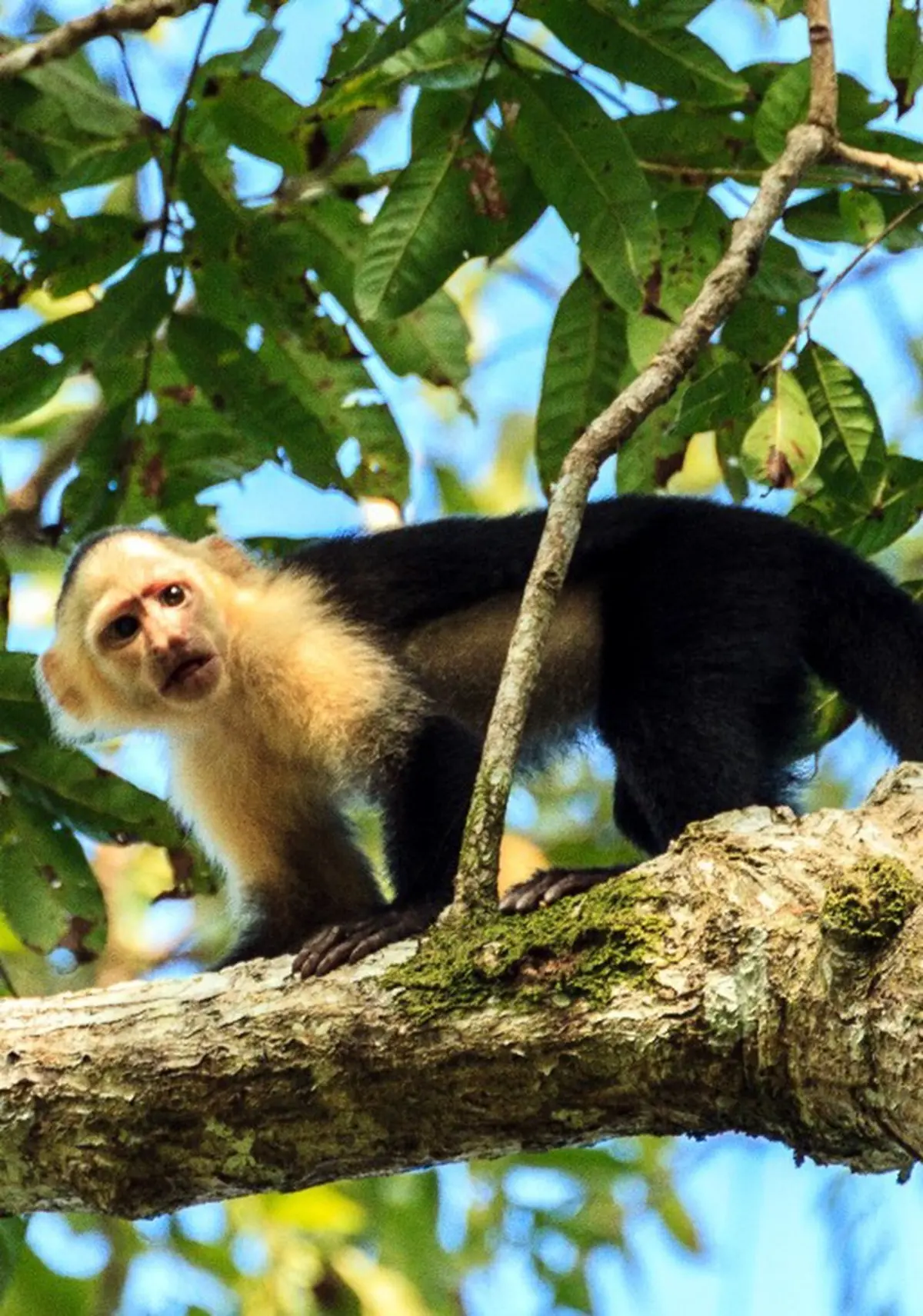 Osa: The Jewel of Costa Rica