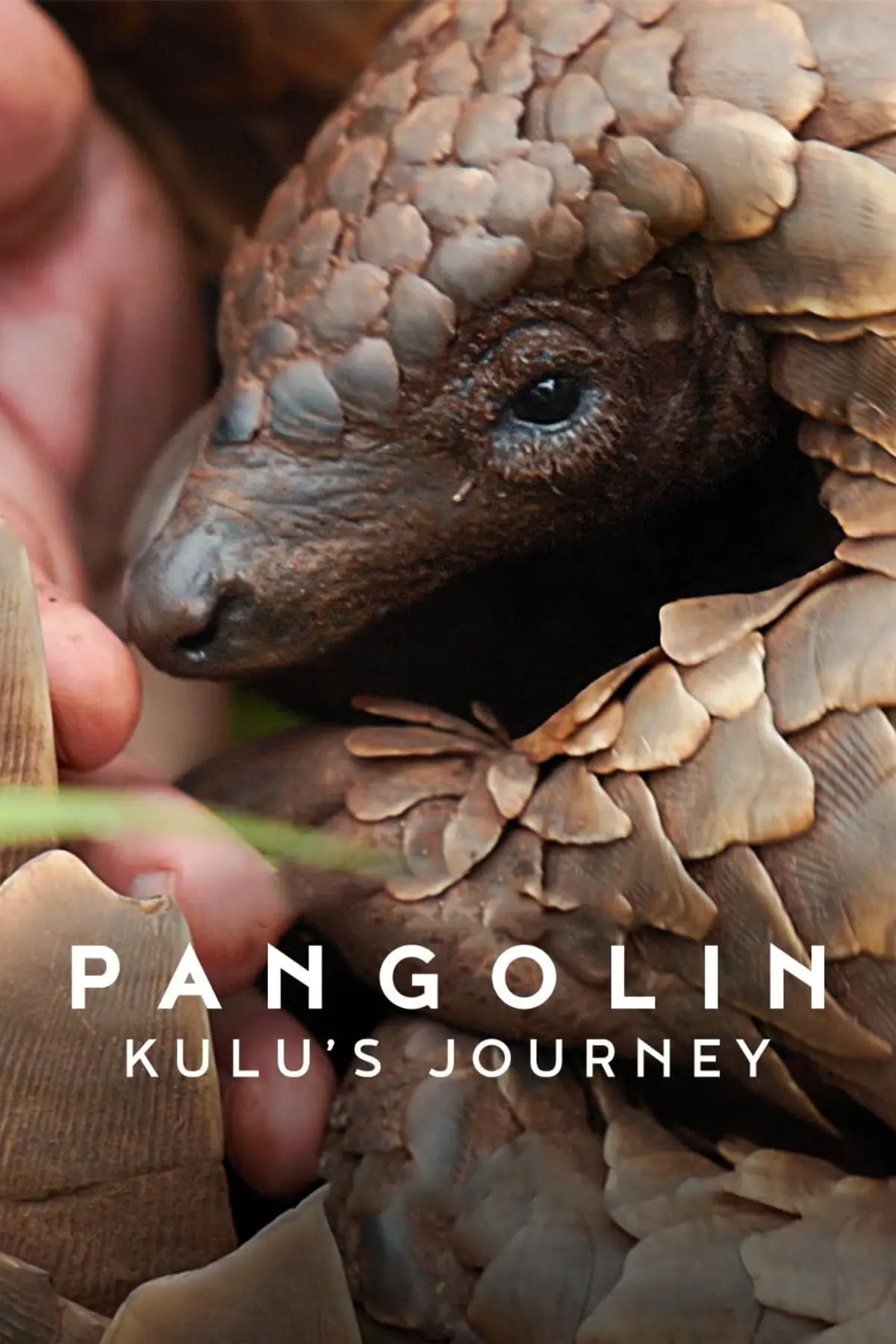 Pangolin : Chemin de vie