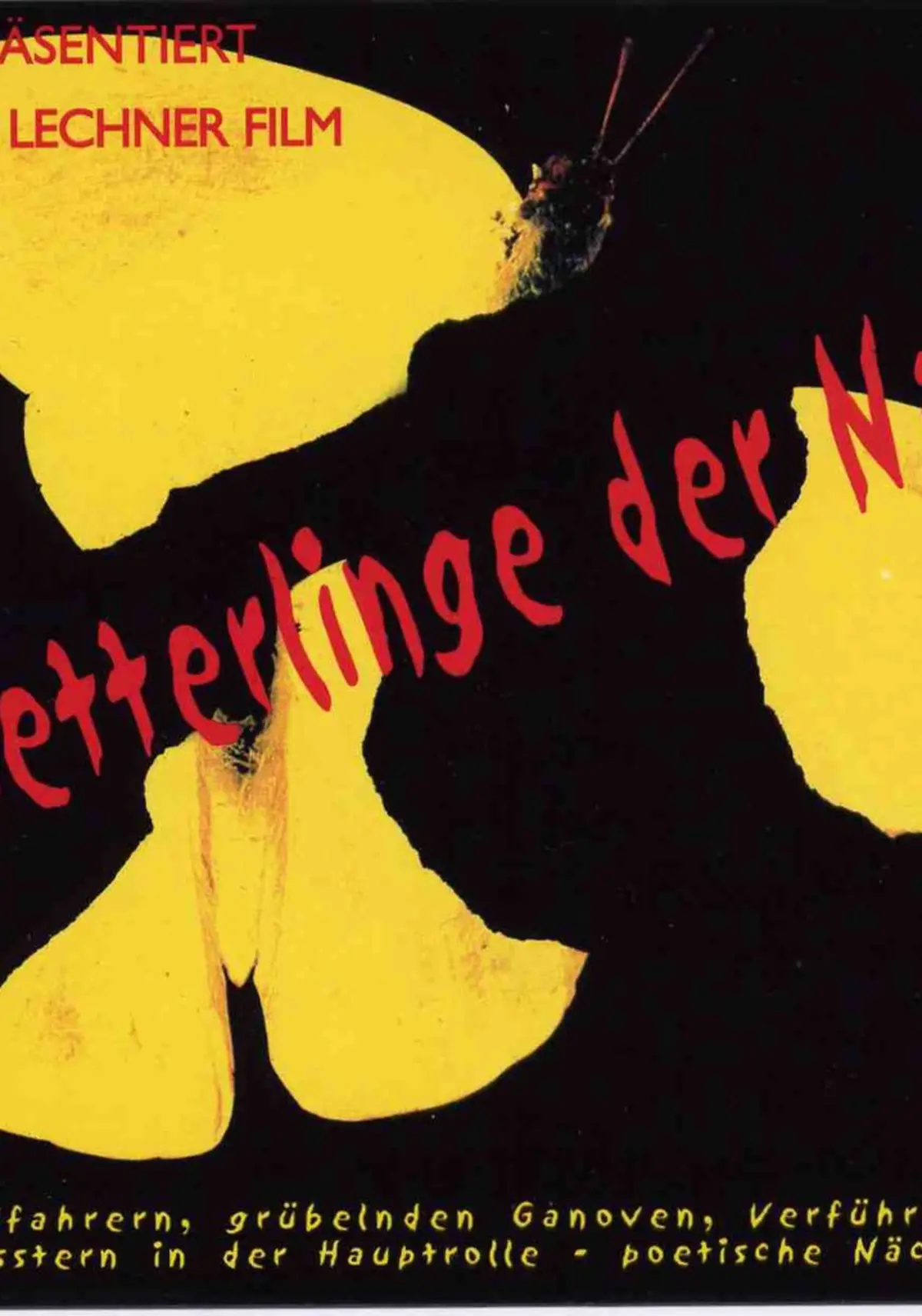 Schmetterlinge der Nacht