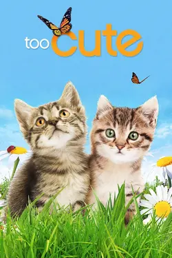 Trop mignon S02E10 Calico, Exotic Shorthair et Tabby