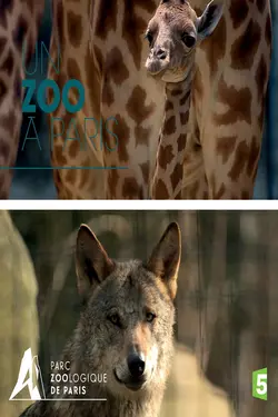 Un zoo à Paris S02E04 Au milieu des manchots