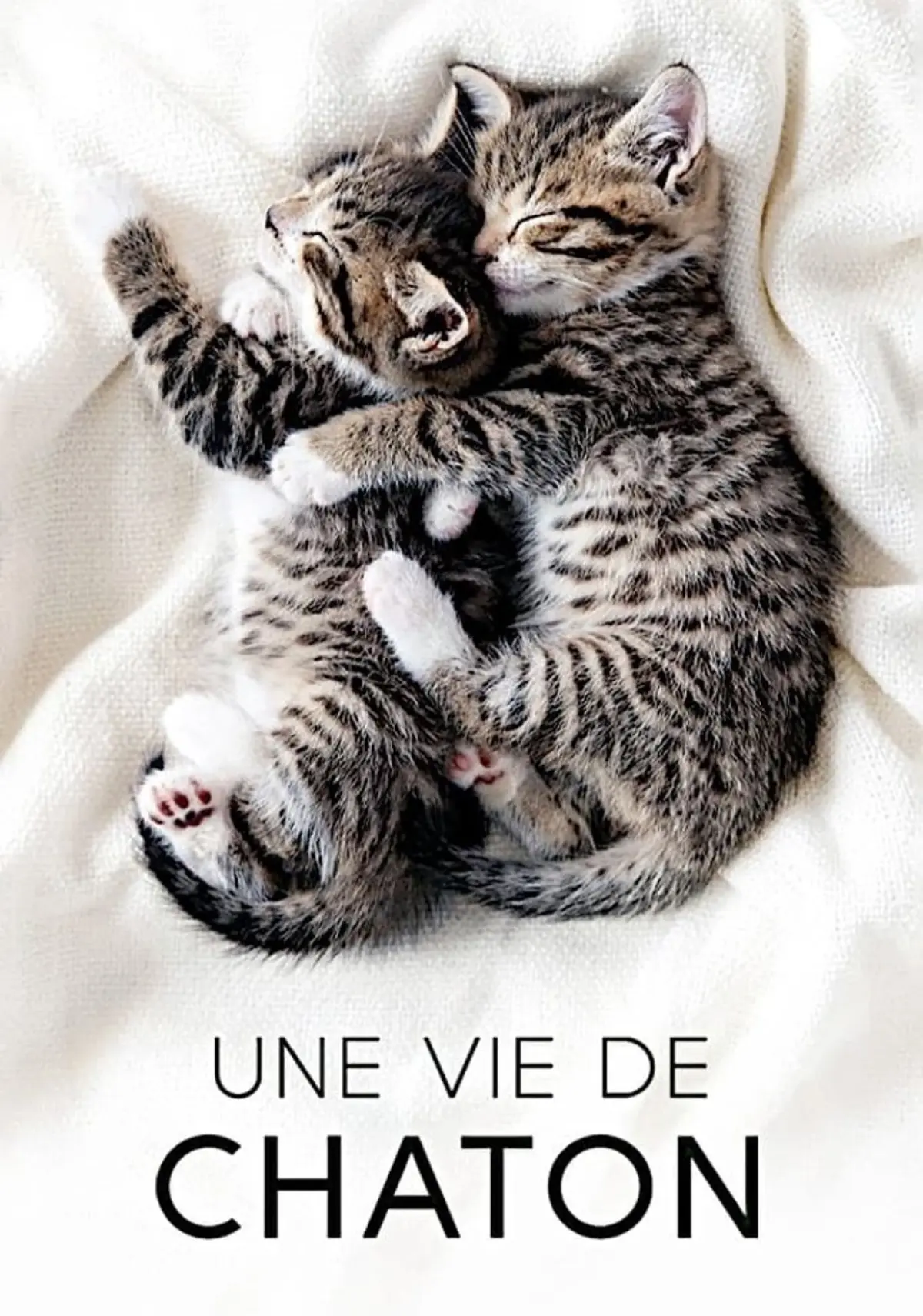 Une vie de chaton