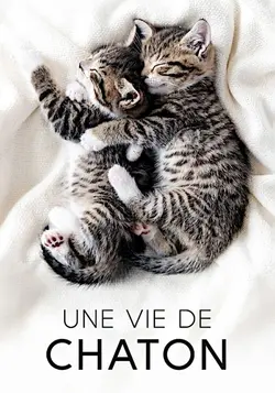 Une vie de chaton