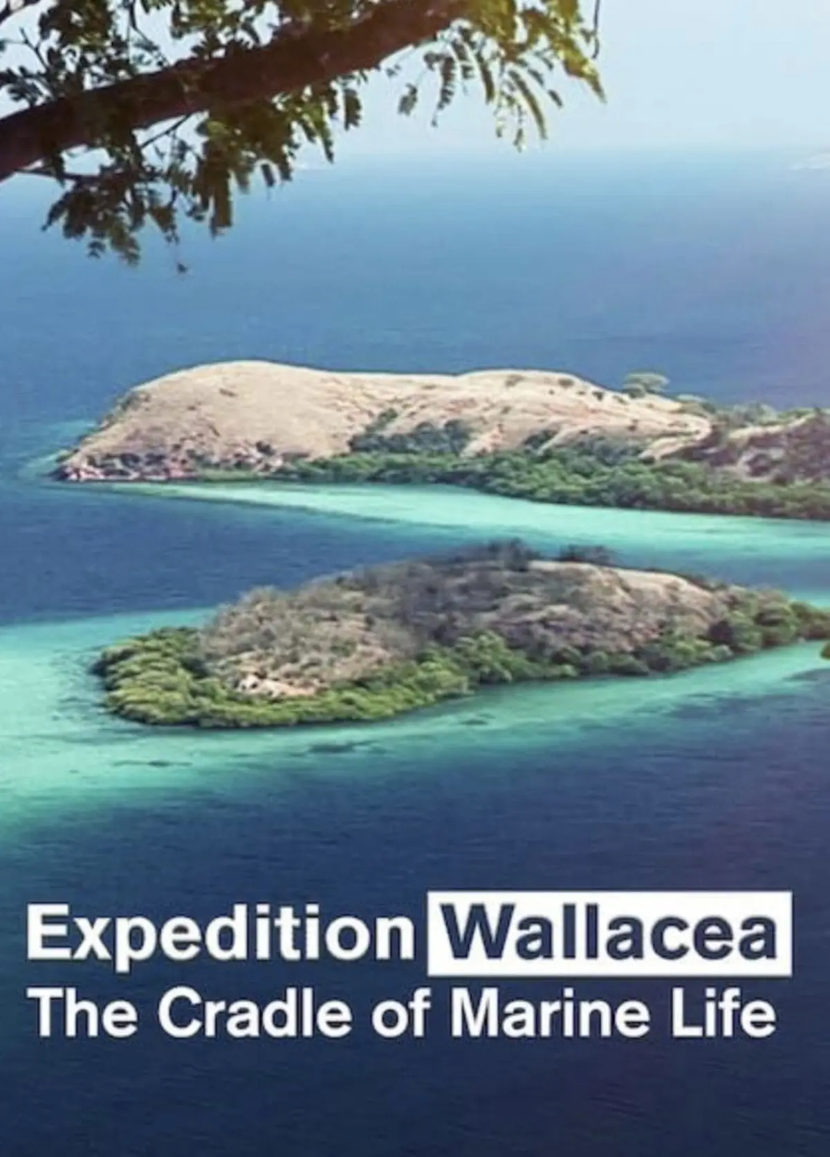 Wallacea - Expedition zur Wiege der Meeresfauna