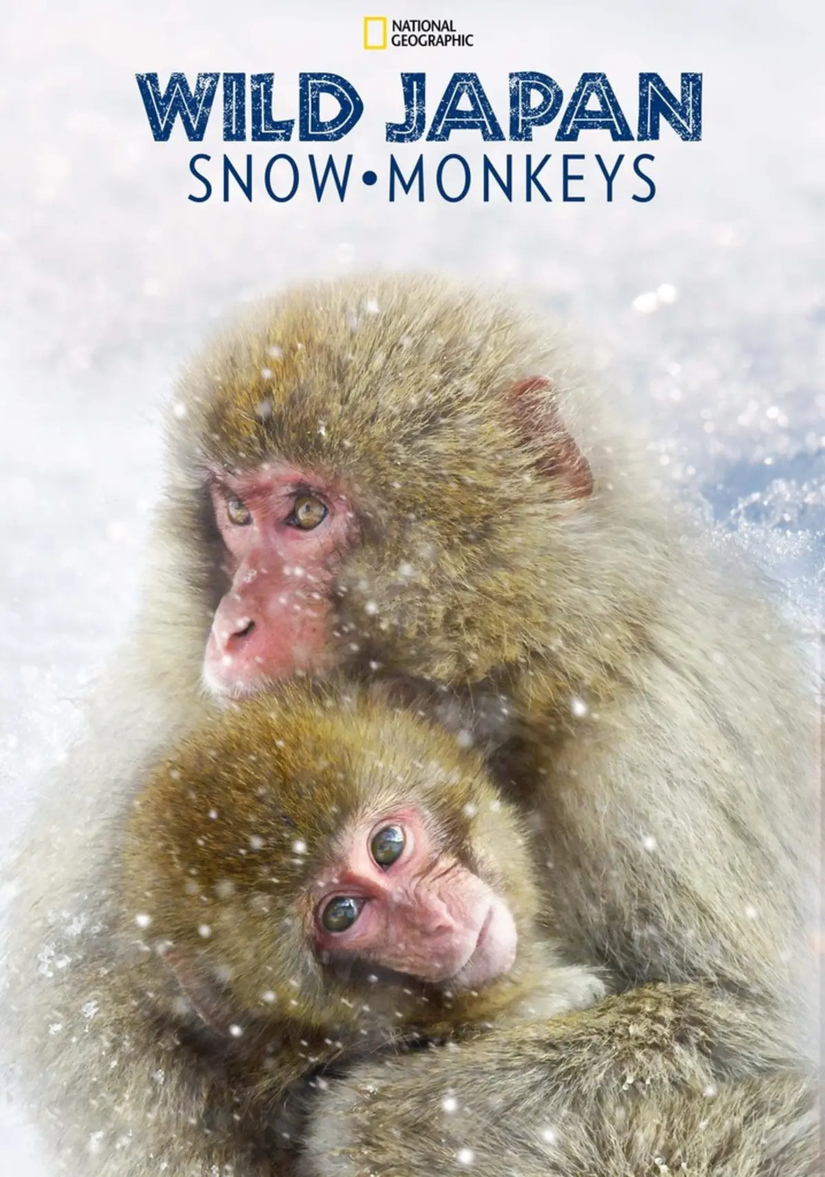 Wild Japan: Snow Monkeys