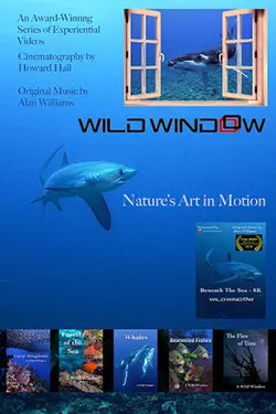 Wild Window S01E01 Épisode 1