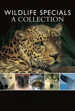 Wildlife Specials S01E01 Lion en direct de la savanne