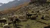 Sud-Tyrol : sur les chemins millénaires de la transhumance
