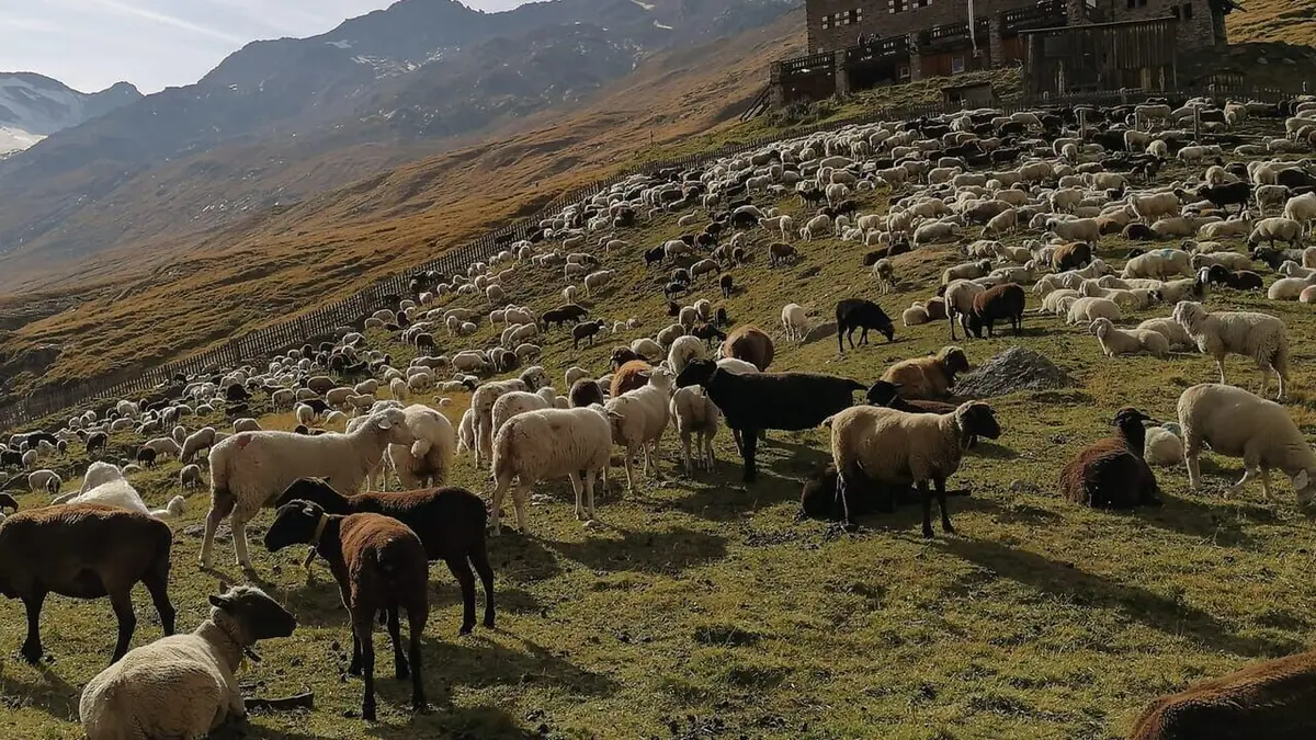 Sud-Tyrol : sur les chemins millénaires de la transhumance