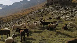 Visuel de Sud-Tyrol : sur les chemins millénaires de la transhumance