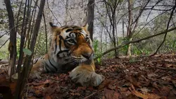 Sultan, à la recherche du tigre perdu