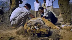 Sultan, à la recherche du tigre perdu