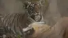 Sundari, la tigresse qui voulait avoir des petits