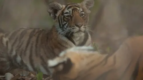 Sundari, la tigresse qui voulait avoir des petits