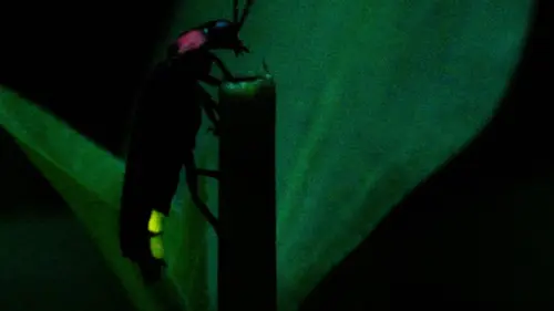 Super Bio Hero S01E11 Le ver luisant