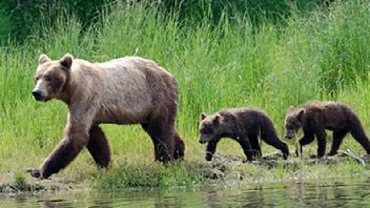 Super parents de la nature S01E01 En solo