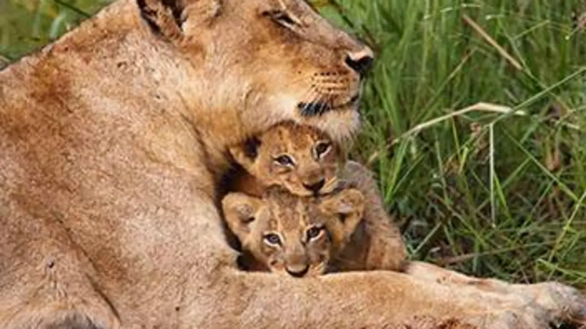 Super parents de la nature S01E02 En duo