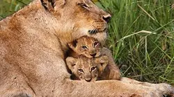 Visuel de Super parents de la nature