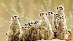 Visuel de Super parents de la nature