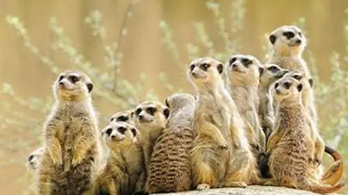 Super parents de la nature