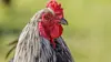 Super poulet