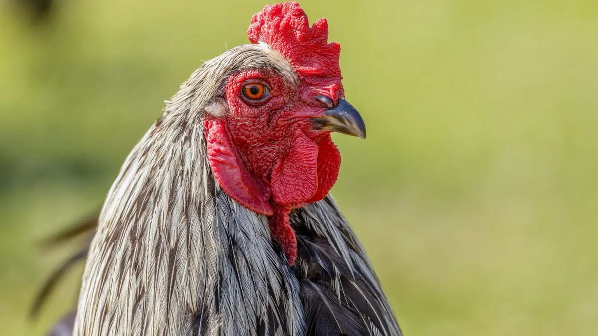 Super poulet