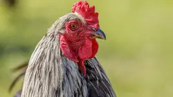 Visuel de Super poulet