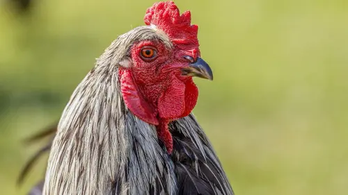 Super poulet