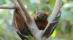 Super pouvoir animal