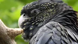 Super pouvoir animal S01E03 La vue