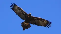 Super pouvoir animal